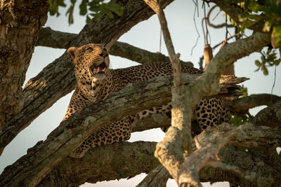 Male leopard looks up from twisted branches