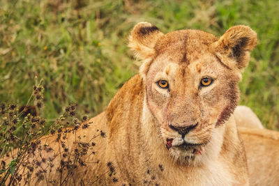 Close-up of lioness