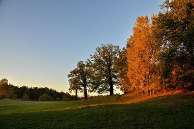 Scenic view of grassy field against clear sky