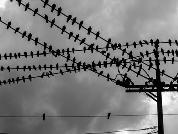 Flock of birds perching on cables attached on electric pole against sky