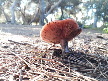 Close-up of mushroom growing on field