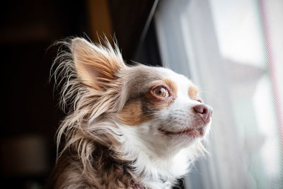 Close-up of a dog looking away at home