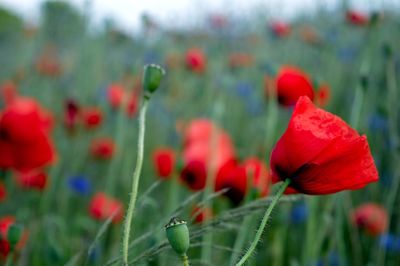 Close-up of red poppy blooming in field