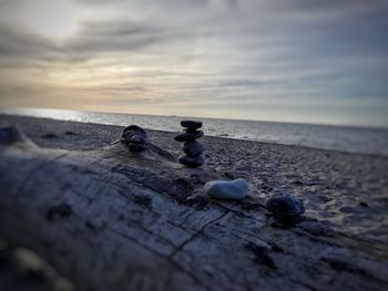 Close-up of bird on beach against sky during sunset