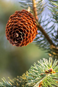 Ripe pine cone on a branch is spreading its seeds with the wind as delicious snack for squirrels