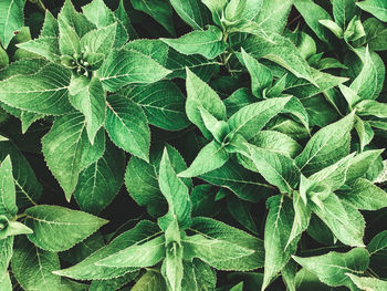 Full frame shot of fresh green leaves