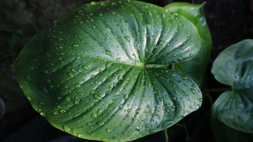 Close-up of wet plant during rainy season