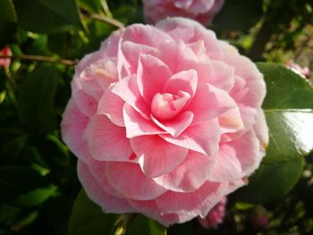 Close-up of pink flower