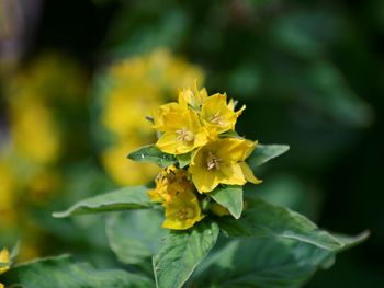 Close-up of yellow flowering plant