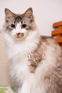 Portrait of a cat