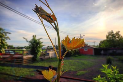 Close-up of flowering plant against sky