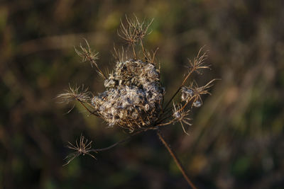 Close-up of wilted plant