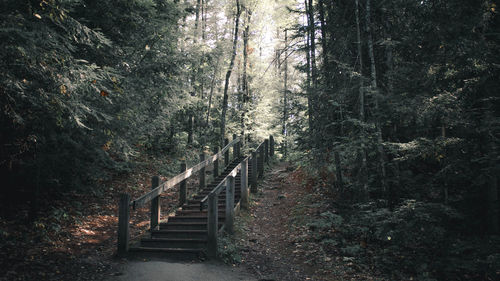 Footpath amidst trees in forest