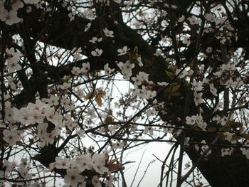 Low angle view of blooming tree