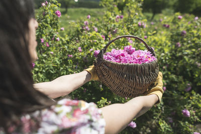 Midsection of woman picking pink flowers in basket while standing on field
