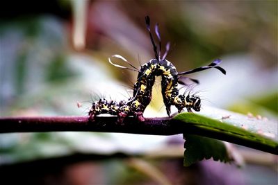 Close-up of insect on flower