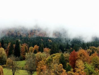 Trees in foggy weather