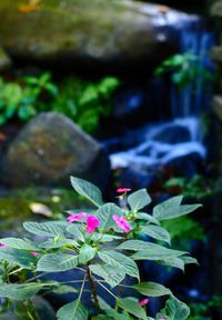 Close-up of flowers blooming outdoors