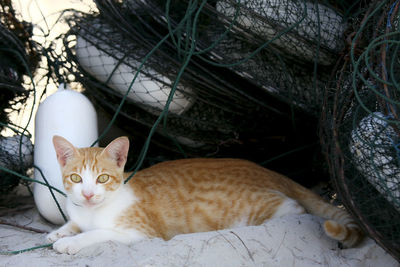 A cat resting on the sand beach behind the crab net 