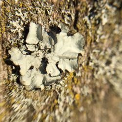 High angle view of tree