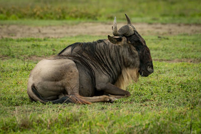 Wildebeest resting on grassy field