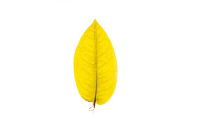 Close-up of yellow leaf against white background