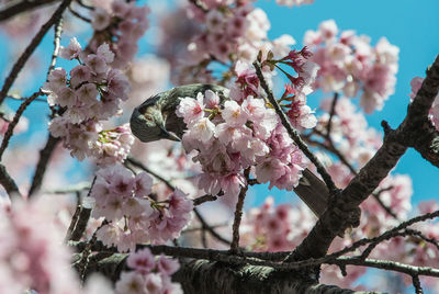 Low angle view of bird perching on cherry blossoms tree