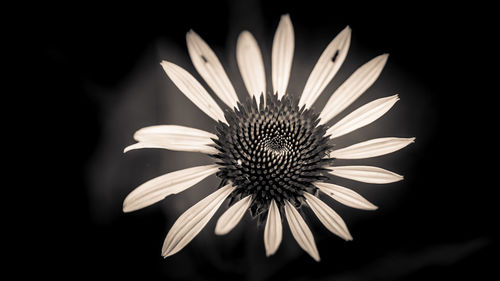 Close-up of flower against black background