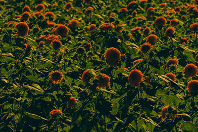 Close-up of flowering plants on field