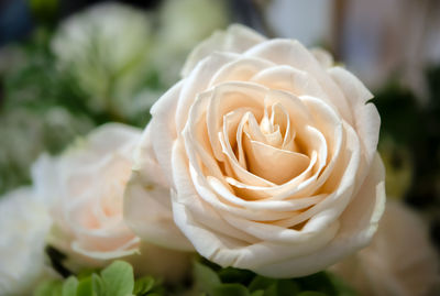 Close-up of white rose