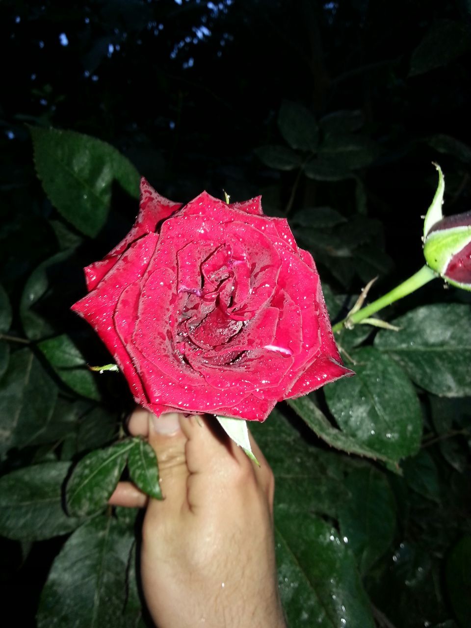 person, red, freshness, flower, holding, leaf, part of, petal, fragility, flower head, close-up, water, single flower, personal perspective, cropped, wet, pink color