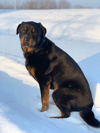Black dog on snow covered land