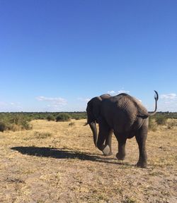 Elephant in a field