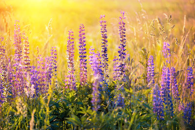 Close-up of purple flowering plants on field