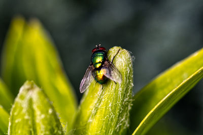 Close-up of insect on plant