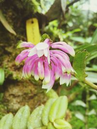 Close-up of pink flowering plant