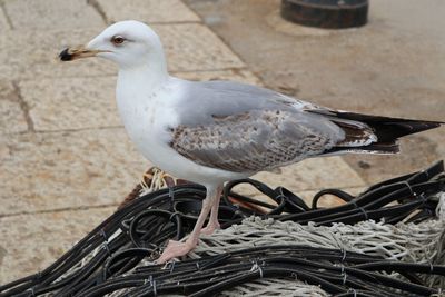 Close-up of seagull perching