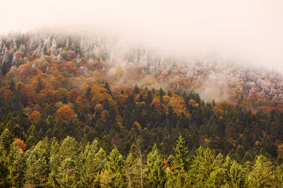 Scenic view of forest during autumn