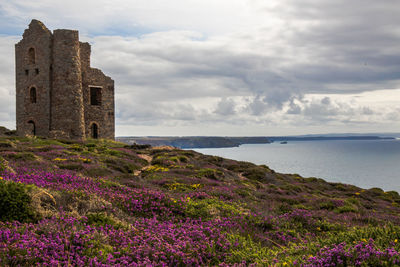 Purple flowering plants by sea against sky