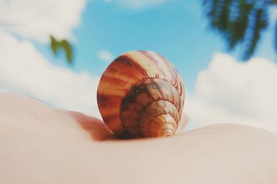 Close-up of snail on beach