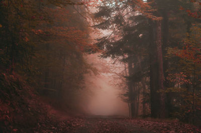 Trees in forest during autumn