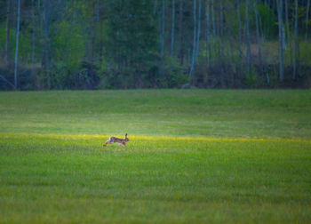 A wild rabbit in the spring meadow.