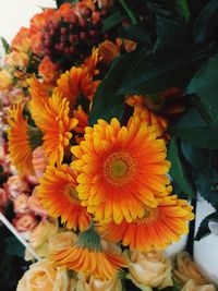 High angle view of yellow flowering plant