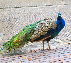 Close-up of peacock