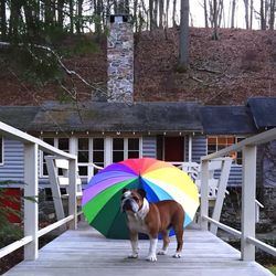 Dog looking at camera