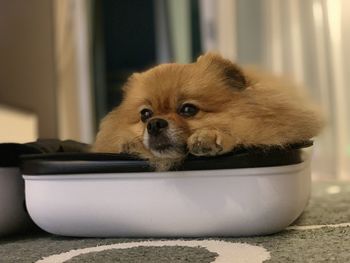 Portrait of dog relaxing at home