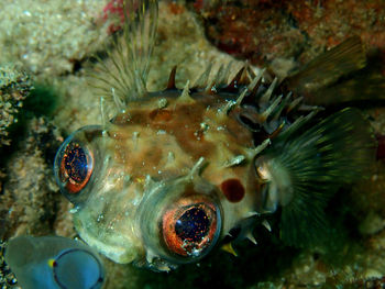 Close-up of fish swimming in sea