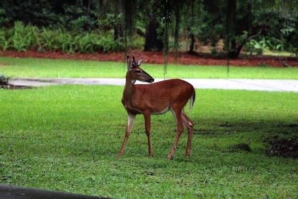 animal themes, grass, one animal, animals in the wild, field, mammal, wildlife, horse, standing, herbivorous, full length, deer, grassy, grazing, livestock, tree, side view, green color, nature, horned