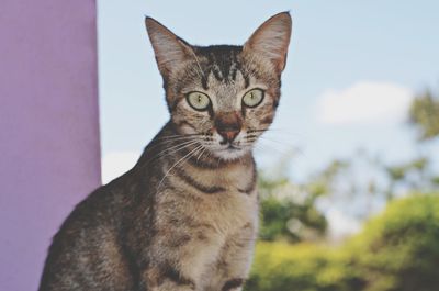 Close-up portrait of tabby cat