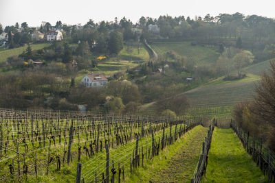 Panoramic view of vineyard against clear sky